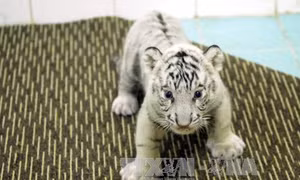 Nhân giống thành công hổ Bengal trắng tại Việt Nam
