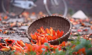 Gạo thắp đỏ trời...