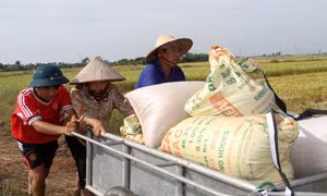 Nông dân đất lúa bỏ ruộng - Bài 1