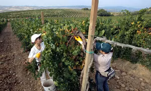 Thanh niên Italy ươm mầm hy vọng tại nông trại