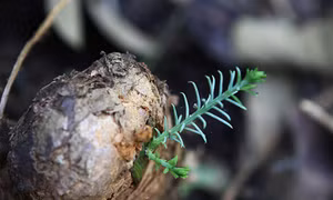 Đắk Lắk
