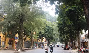 Những hàng cây xanh quyến rũ của Hà Thành