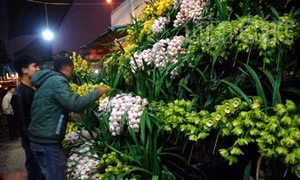 Đặc sắc phong lan
