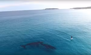 Lướt ván SUP cùng cá voi ở Australia