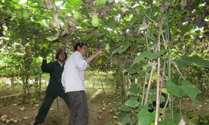 Nông dân Thanh Hóa điêu đứng vì su su mất giá 