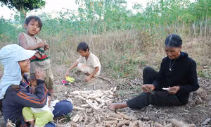 Ngăn chặn phá rừng trồng sắn