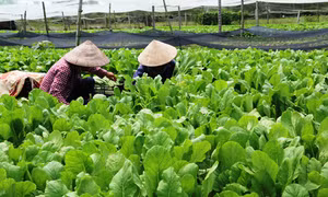 Hiệu quả từ nền nông nghiệp đô thị