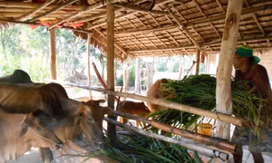Dự án nhỏ, hiệu quả lớn