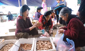 Trồng cây dược liệu gắn với du lịch