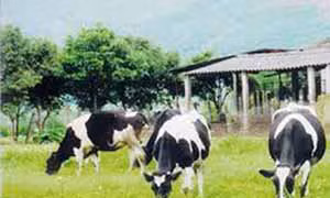 Làm giàu từ nuôi bò sữa