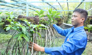 Cao Bằng