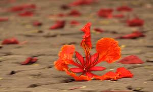 Vào hạ