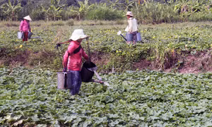 Chuyển đổi cây trồng để đối phó thời tiết