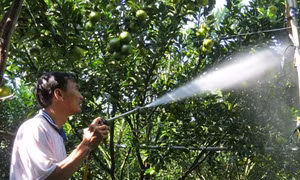 Đồng Tháp