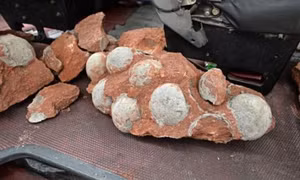 Phát hiện ổ 43 quả trứng khủng long trên công trường xây dựng