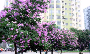 Bằng lăng, sắc hoa màu tím nhớ