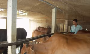 Làm giàu nhờ VAC