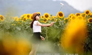 Hàng ngàn du khách đổ về cánh đồng hoa hướng dương