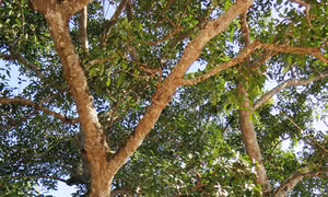 Hà Tĩnh