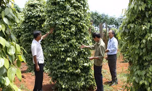 Thương hiệu cho cà phê, hồ tiêu Tây Nguyên 