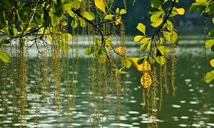 Gom nắng thu về