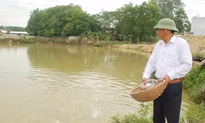 Người thương binh nặng vươn lên làm giàu