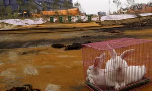 Động vật sống thử ở Thiên Tân