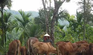 Làm giàu từ chăn nuôi và trồng rừng