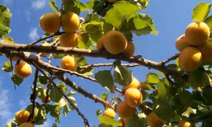 Nồng nàn rượu mơ
