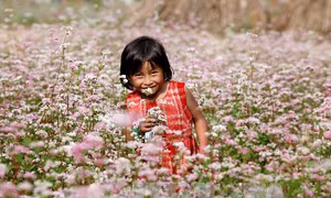 Ngắm hoa tam giác mạch Hà Giang tại Thủ đô 