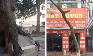 Ngộp thở cây xanh Hà Nội