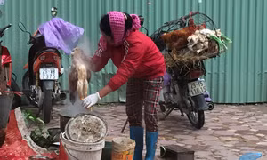 Dịch cúm gia cầm vẫn nóng, người Hà Nội thờ ơ