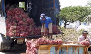Hầu hết trường hợp bị viêm loét giác mạc tại Vĩnh Châu có thể điều trị