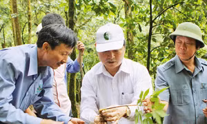 Bảo tồn và phát triển cây sâm Ngọc Linh