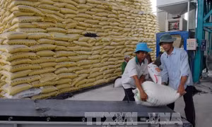 Xác minh việc xin giấy phép xuất khẩu gạo phải 'lót tay' 20.000 USD