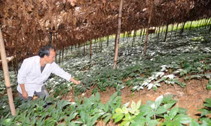 Người nông dân tìm ra cây “mũi nhọn”