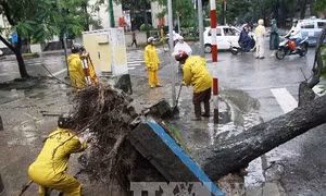 Gió xoáy bẻ gãy nhiều cây xanh tại Lào Cai