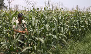 Bệ phóng cho ngành nông nghiệp