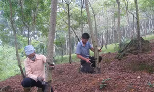 Phú Thọ