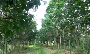 Ngành cao su tìm hướng thoát khó khăn