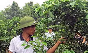 Làm giàu nhờ trồng cam, chanh, bưởi