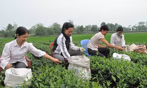 Nơi ra đời Chi bộ Đảng đầu tiên ở Thái Nguyên