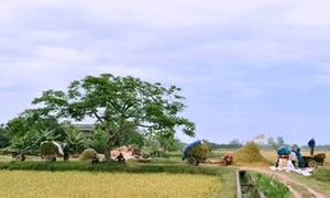 Yêu lắm thu quê! 