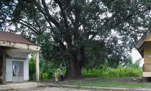 Đắk Lắk