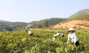 Băn khoăn với cây cao su Tây Bắc- Bài 1