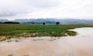 Lũ thượng nguồn sông Hồng dâng cao đột ngột 