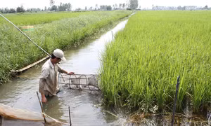 Ứng phó biến đổi khí hậu ở đồng bằng sông Cửu Long