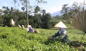 Về ATK Định Hóa 