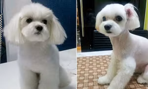 Hàn Quốc sốt phẫu thuật thẩm mỹ cho thú cưng