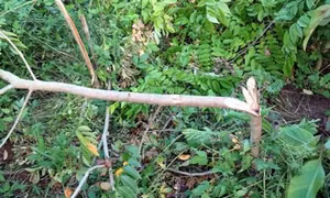 Hải Dương